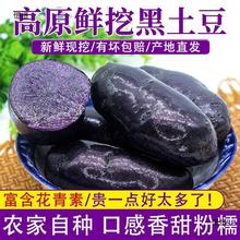 甘肃沙地特产新鲜现挖黑土豆紫色大马铃薯乌洋芋小土豆应季水果10