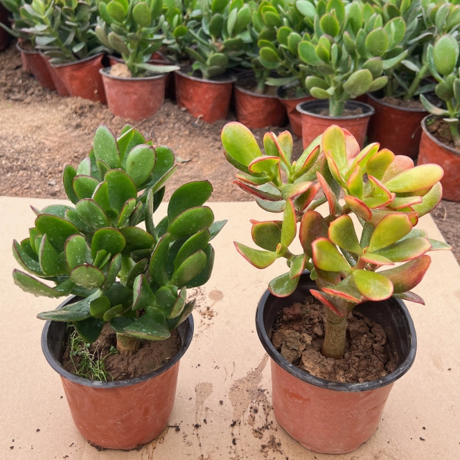 [위슈+황금꽃달] 총 2그루