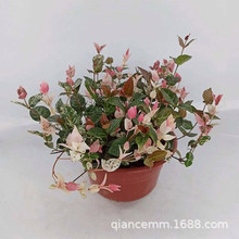花叶络石彩叶络石室内阳台口红吊兰垂吊植物爬藤花卉常青藤爱之蔓