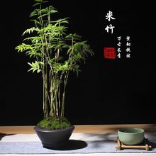 �����辰ֲ���ļ����G����쾰��΢���^С�~������