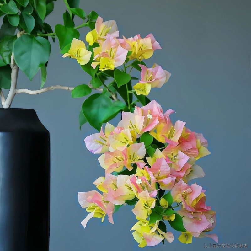 [핫한 신제품] 드롭 다이아몬드 제이드(패키지 버전)