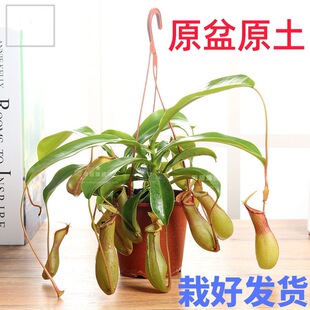Pig's Claw Potted Plants, Florals, Indoor Mosquito Repellent, Green Plants, Balcony Insect-Catching Grass, Insect-Eating Grass, Spider Orchid, Easy to Feed