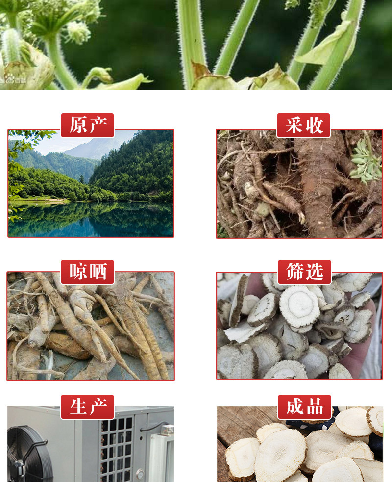 Bai Zhi Slices (Angelica dahurica) — Dried Food-Herb Root for Soups, Teas & Culinary Blends quality and texture