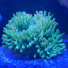 海葵海缸宠物生物珊瑚造景海草海星观赏海水鱼尼莫小丑鱼其他