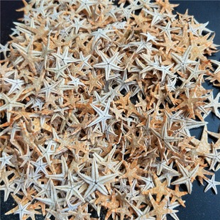 Factory Direct Sales Natural Starfish, Conch Shells, Flat Stars, Bread Stars 1- 11cm Photo Frame Candle Micro Landscape