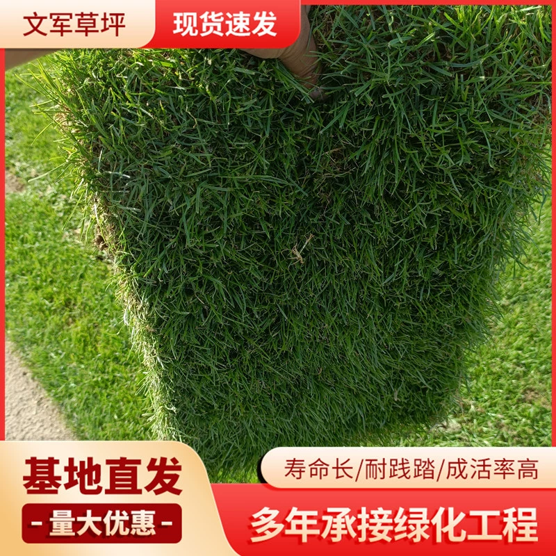 Семена травы для всесезонного зеленого покрытия почвы, оптом, для защиты склонов в прохладные сезоны, устойчивые к засухе, для дворов, газонов, зеленое покрытие, семена травы для Манилы