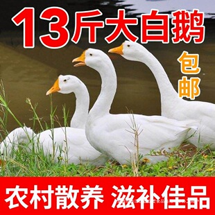 ɢ�B����Z�r�����Z�����Z���Z�F���Z����ֻ���Ŏ��Z���Z�����l