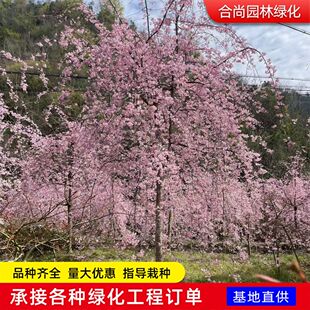 ����ֱ�N��֦�ѻ����� ������֦�t�ј��� �G����ľ��֦�ѻ�С��