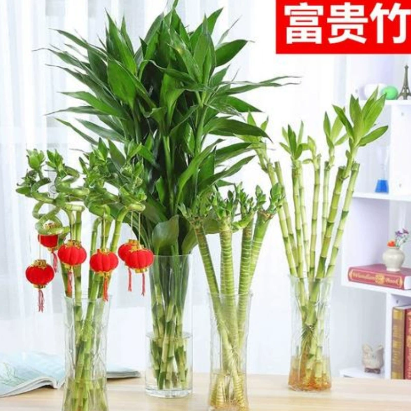 Гидропонные растения Бамбук, Dendrocalamus, Dendrocalamus, Бамбук, Бамбук, Офисный рабочий стол, Наблюдение за листьями, Посадка в горшках, Подъем воды, Зеленые растения, Цветы