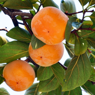 Persimmon Saplings, Grafted Fruit Saplings, Planted in the North and South, Fire Crystal Persimmon Crisp Sweet Persimmon Saplings That Bear Fruit in the Same Year