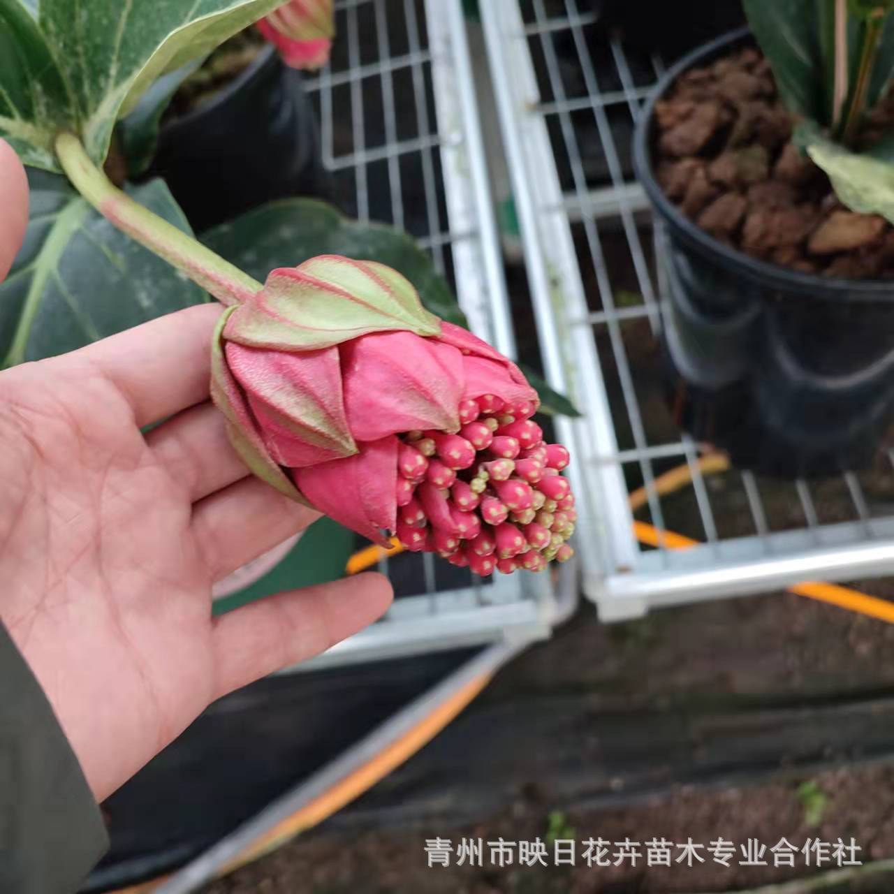 c146f864210b45b9a06a14ad7231ca