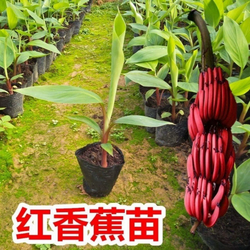 Красный банан рассады Красная красота Банан Рассада Zhongjiao No.9 Банановая рассада с чашкой питания с листьями Тонкая кожа Результаты года