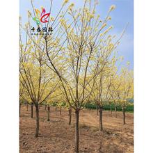 S𻱘֦ͥԺ@еͺGL䅲S𻱘