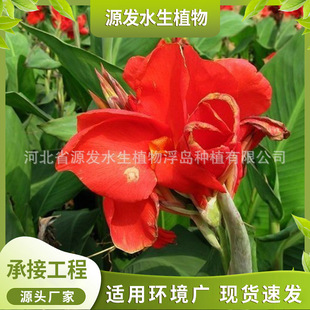Supply of Aquatic Plants, Aquatic Bananas, Artificial Wetland Parks, Landscape Florals, Various Aquatic Plants