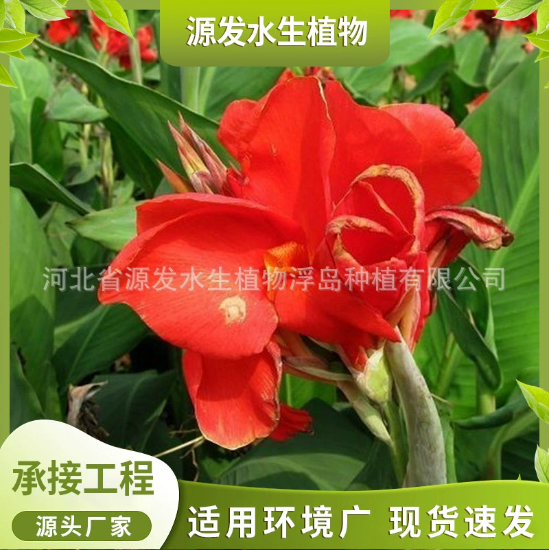 Поставка водных растений Водные канны искусственные водно-болотные парки ландшафтные цветы Различные водные растения