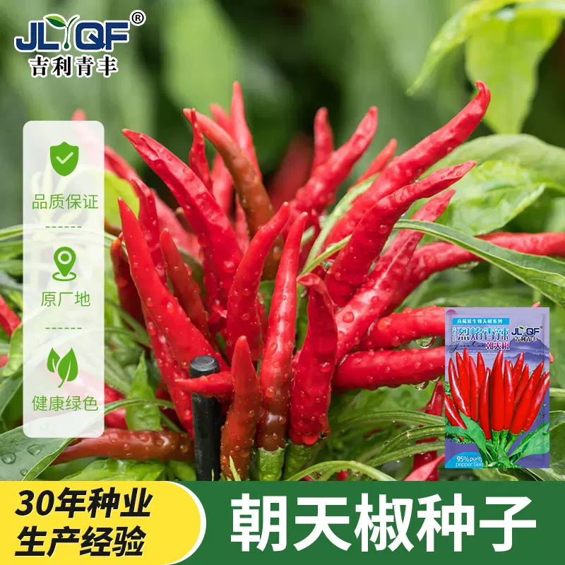 香辣朝天椒种子早熟高产小米红辣椒蔬菜种籽阳台盆栽四季播种