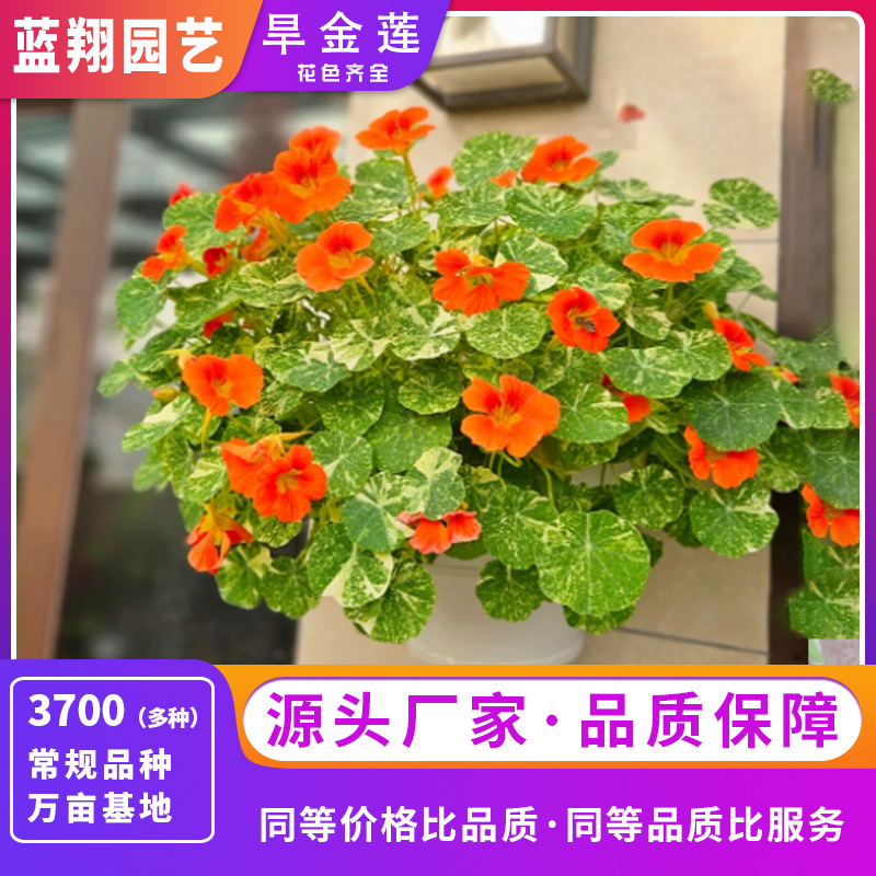 旱金莲种子庭院绿化阳台盆栽四季易种花海花镜观赏花花卉种子批发