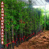 Green seedlings, bamboo seedlings courtyard green landscape bamboo seedling wall plant purple bamboo courtyard bamboo seedlings four seasons evergreen