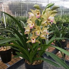 �m��ī�m���ɢ��؞��廨�ܽ�����������l؛�ļ��m