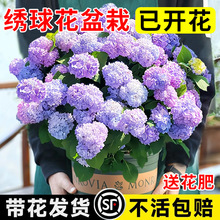 �����������҃Ⱥ��B�o�M�Ľ�����玧�����ļ��_��ͥԺ����ֲ��