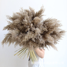 狂想者【精品小柴芦/芦柴】跨境侘寂风小芦苇家居装饰自然干花束