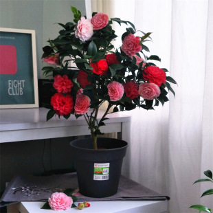 ����ɽ�軨���Ԏ���������ֲ���҃Ⱥ��B���N�ļ��_�������߅����