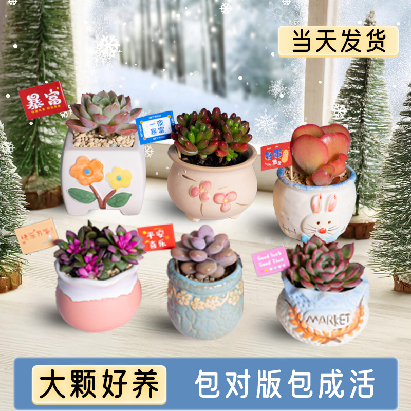 多肉植物室内小盆栽桃蛋玉露栽好发货绿植仙人球高端精品陶瓷花盆