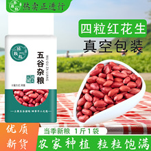 红衣生花生米红皮花生四粒红花生仁农家特产四粒红花生