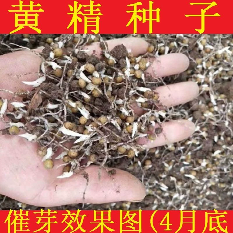 Свежие и настоящие семена Polygonatum odoratum, тигровый имбирь, женьшень с куриными когтями, технология посадки рассады китайских трав, переработка лекарственных материалов.