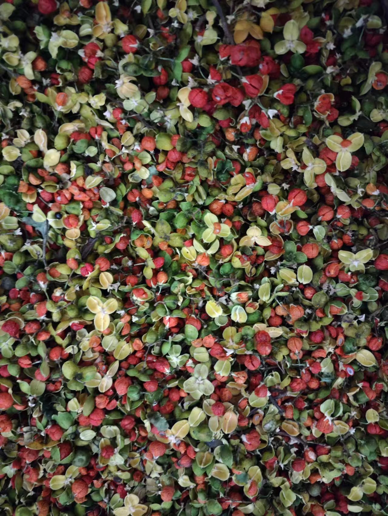 Nan She Teng Guo (Celastrus orbiculatus) — Dried Oriental Bittersweet Fruit for Herbal Tea & Powder specifications