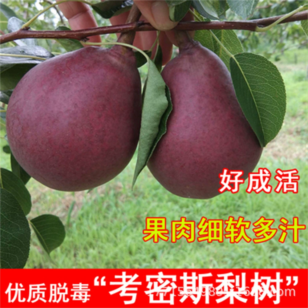 База оптом поздней осенью саженцы плодовых груш Осенние привитые саженцы груши большие саженцы плодовых груш Сладкая сочная груша