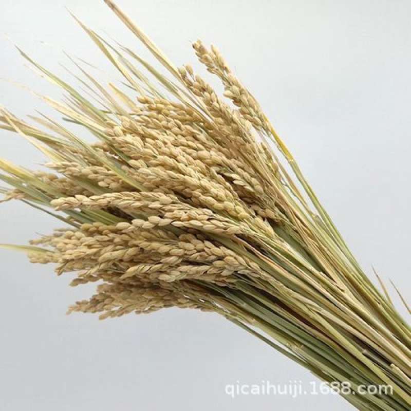 Dried Rice Ears Real Flowers Rice Farmhouse Grain Pastoral Style Home Decoration Ornaments Scene Layout Shooting Props Dried Rice Ears Real Flowers Rice Farmhouse Grain Pastoral Style Home Decoration Ornaments Scene Layout Shooting Props