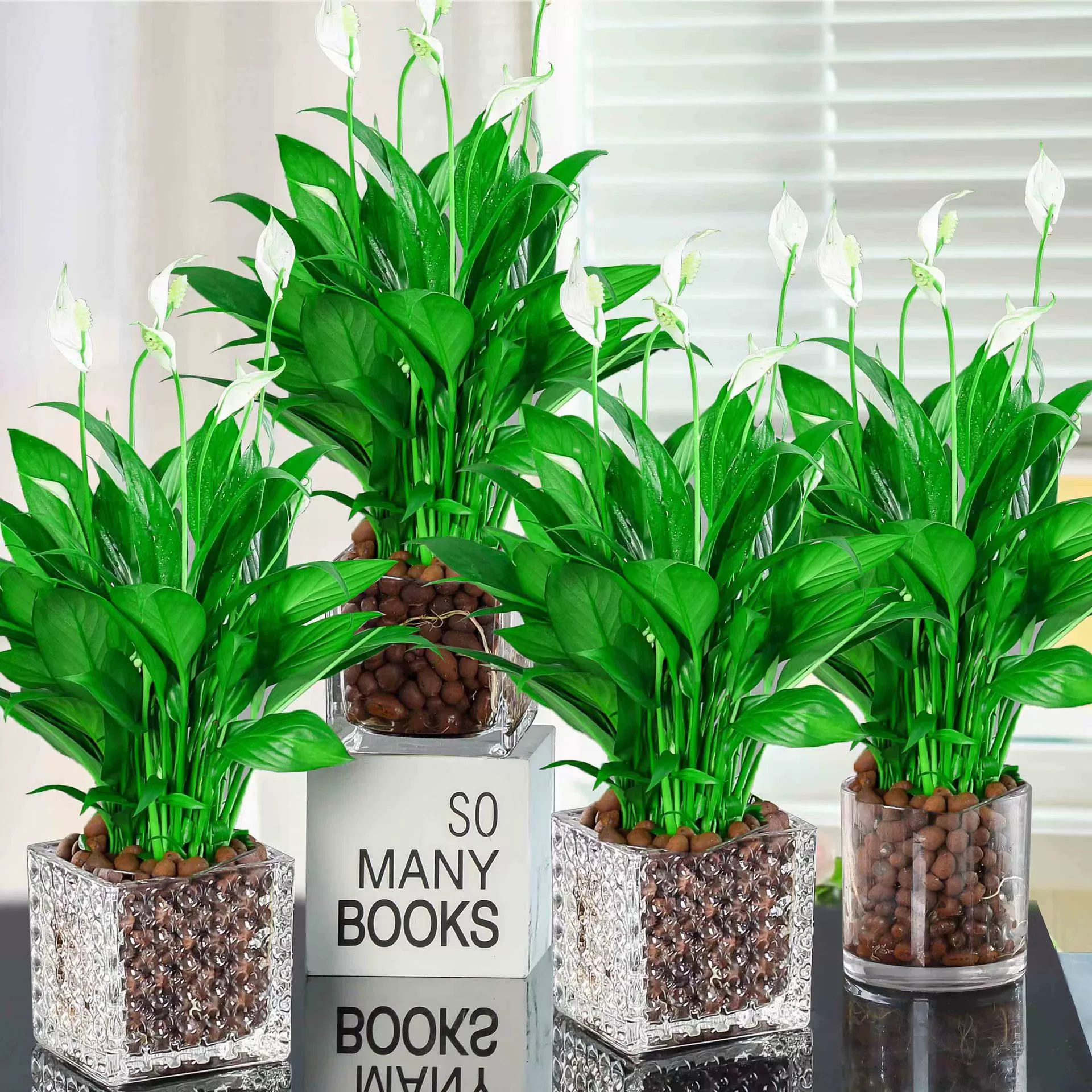 Белая Пальма горшечные растения гладкие парусные Гидропонные растения комнатные хорошие цветы большой горшок зеленые растения выращивание воды красная Пальма цветение четыре сезона