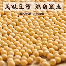 黄豆大量批发东北黑龙江大豆20斤50斤无杂质小黄豆豆浆豆厂家