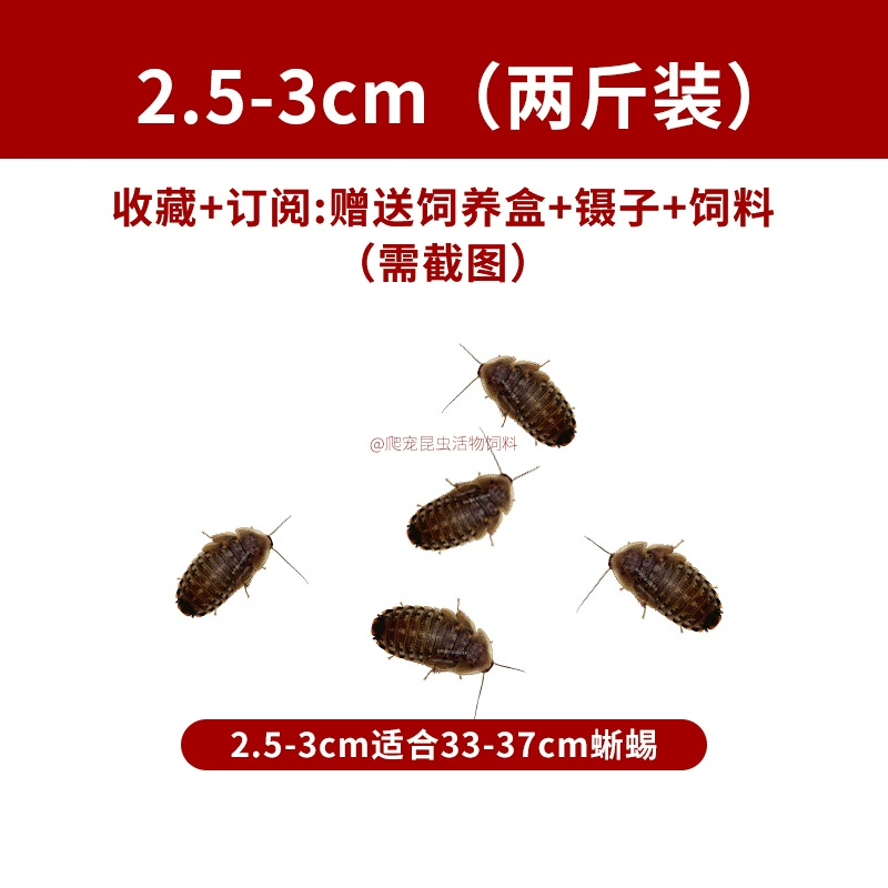 Живые дубиа-тараканчики (Blaptica dubia), размеры 0,5–4 см, корм и племенной состав