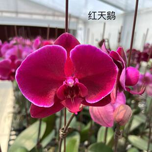 ���p���������m�����m�����玧�����ļ��_���҃ȿ͏d���B�׳ɻ�