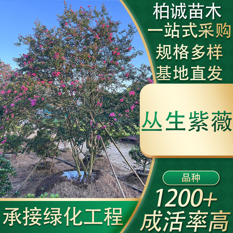 湖南基地 园林公园别墅观赏树多杆百日红多规格丛生紫薇 现货批发