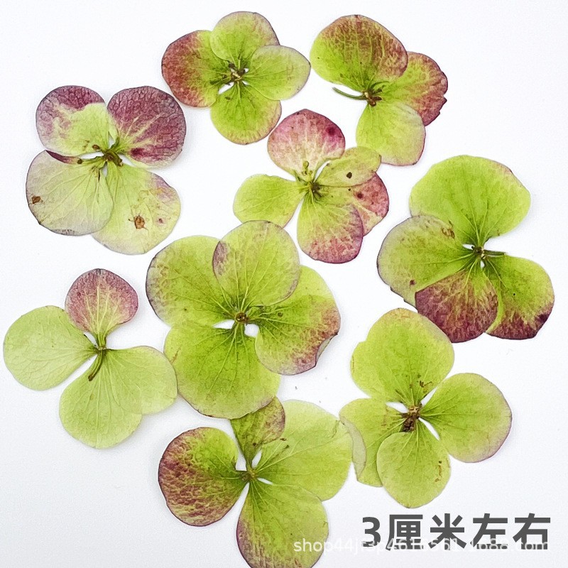 重瓣绣球