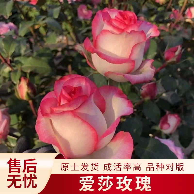 Саженцы роз Эльза для двора и балкона, в горшках, крупноквашечные розовые кусты, могут быть разных цветов, розы, похожие на деревья, розовые вьющиеся растения, серия «Розовый шлейф».