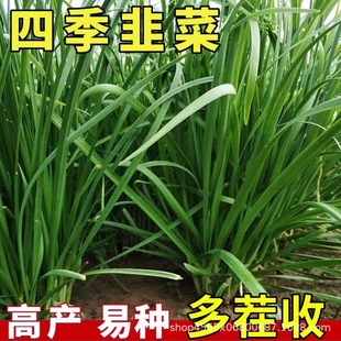 �ļ��²˷N�ӌ��~��С�~�ϸ��²˷N�Ӹ�����ͺ��߲����̨����