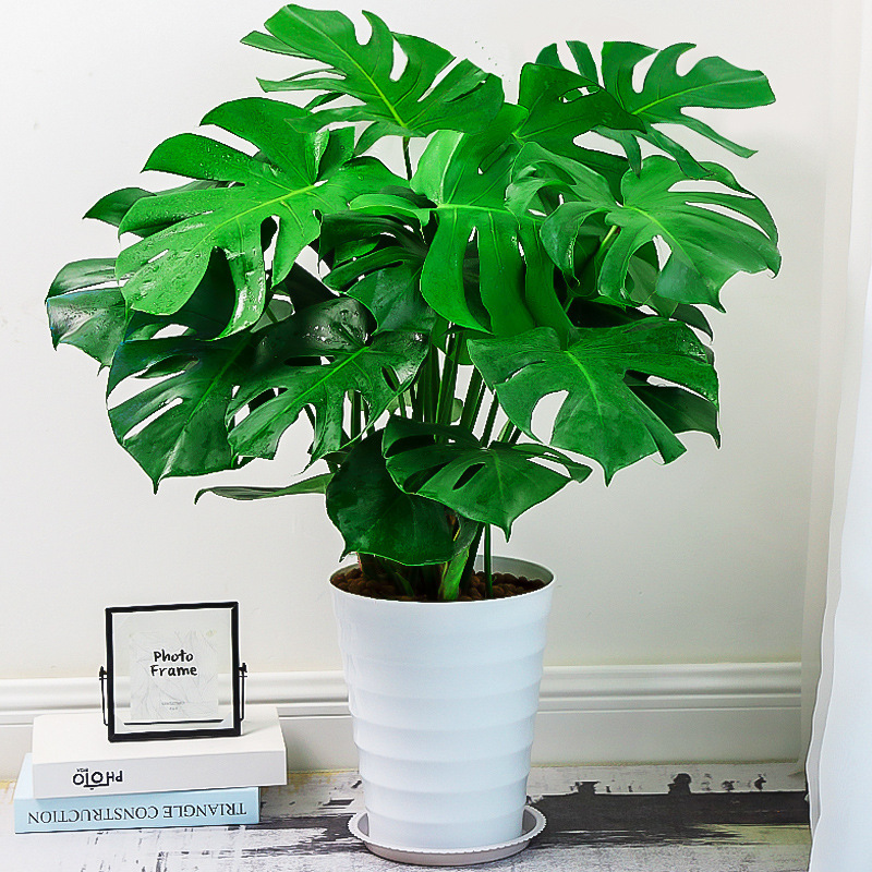 Monstera Large Potted Green Plant Indoor Living Room Office Fresh Air Evergreen Large-Leaf Hydroponic Plant Monstera Large Potted Green Plant Indoor Living Room Office Fresh Air Evergreen Large-Leaf Hydroponic Plant