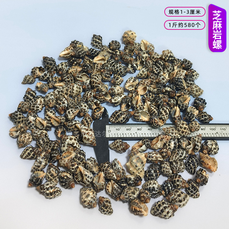 貝殻と法螺貝 1～2cmをポンド単位で販売、貝殻と砂を混ぜて手作りのDIYテーブルを製作、ドリフトボトルを製作|undefined