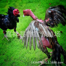 ���u�S�� �Bֳ������Ó�ض��u��������u�r�� Խ��̩�����N���u��