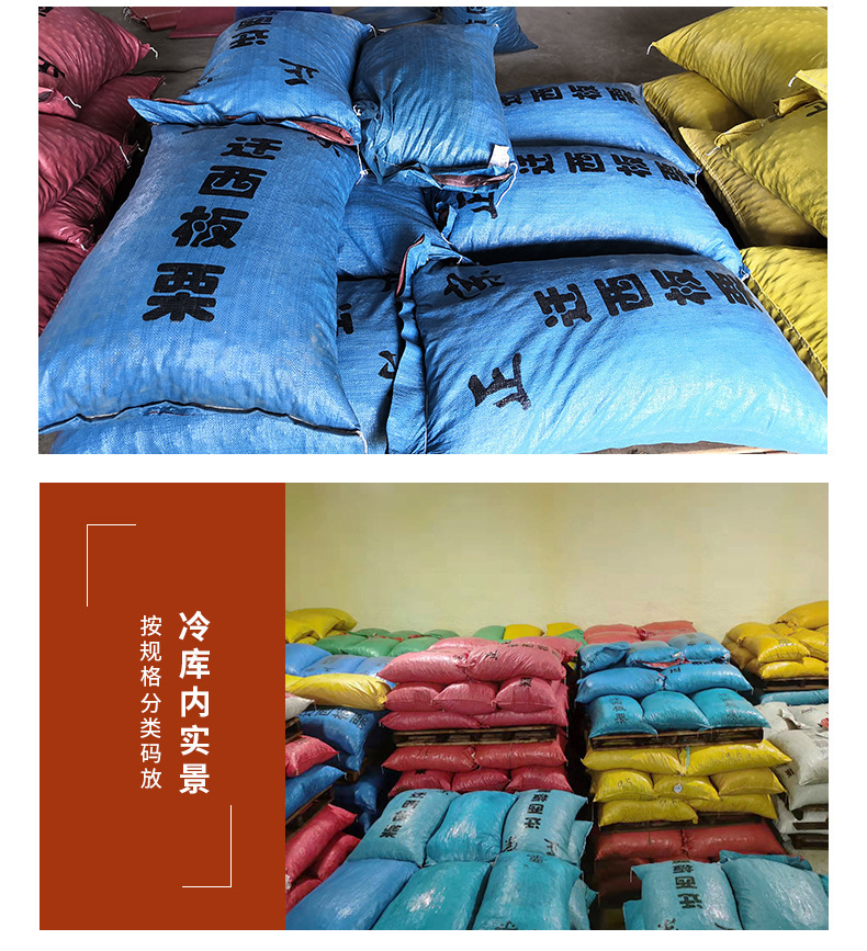 正宗迁西板栗,老树栗子河北迁西生鲜油栗批发,糖炒栗子香甜软糯板栗