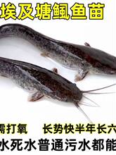 湖南埃及鲶鱼塘鲺皇妃三黄塘鲺胡子鲶鱼苗塘角鱼苗土塘鲺鱼苗塘虱