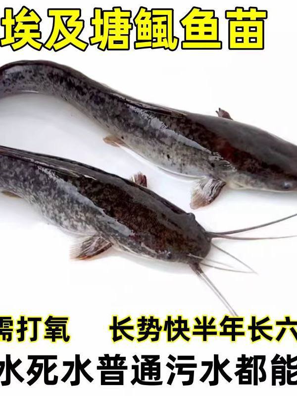 湖南埃及鲶鱼塘鲺皇妃三黄塘鲺胡子鲶鱼苗塘角鱼苗土塘鲺鱼苗塘虱