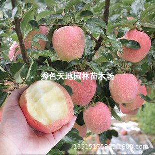 �t��ʿ�O�������������쟟����̖�O����޽���6̖�ϱ����Nֲ