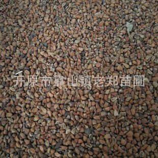 Wholesale Yellow Thorn Rose Seeds Yellow Flower Rose Northeast Thorn Plum Seedlings Rose Flower Seeds Double Yellow Thorn Rose Seeds Sowing Seedlings