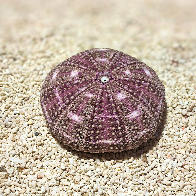 Sea urchin shell specimens