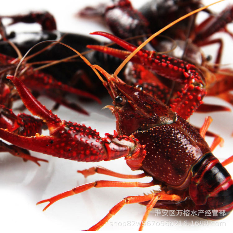 rBADvFoqL26AAQW3AAIUFR-MmGY403